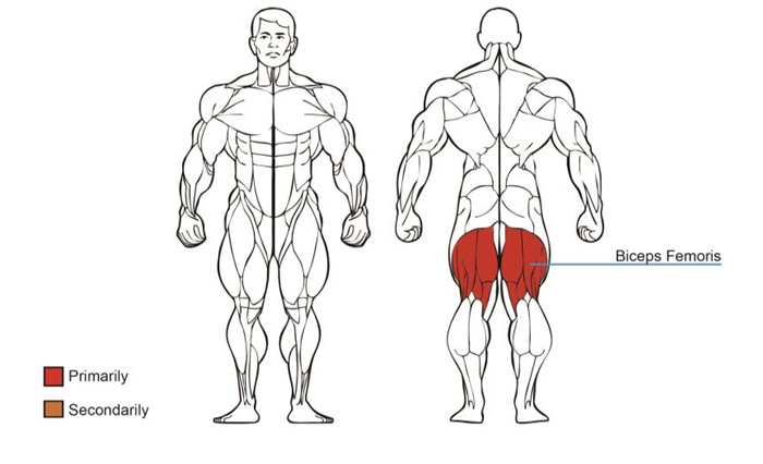 大腿屈伸訓練器肌肉圖